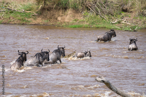 Nile crocodile (Crocodylus niloticus) attacks a herd of blue wildebeest (Connochaetes taurinus mearnsi) crossing river during migration, Masai Mara, Kenya photo