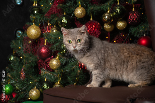 Funny fluffy grey cat of British breed with big green eyes interesting on a chair at home against the background of a decorated Christmas tree, merry Christmas,  place for text © Leila