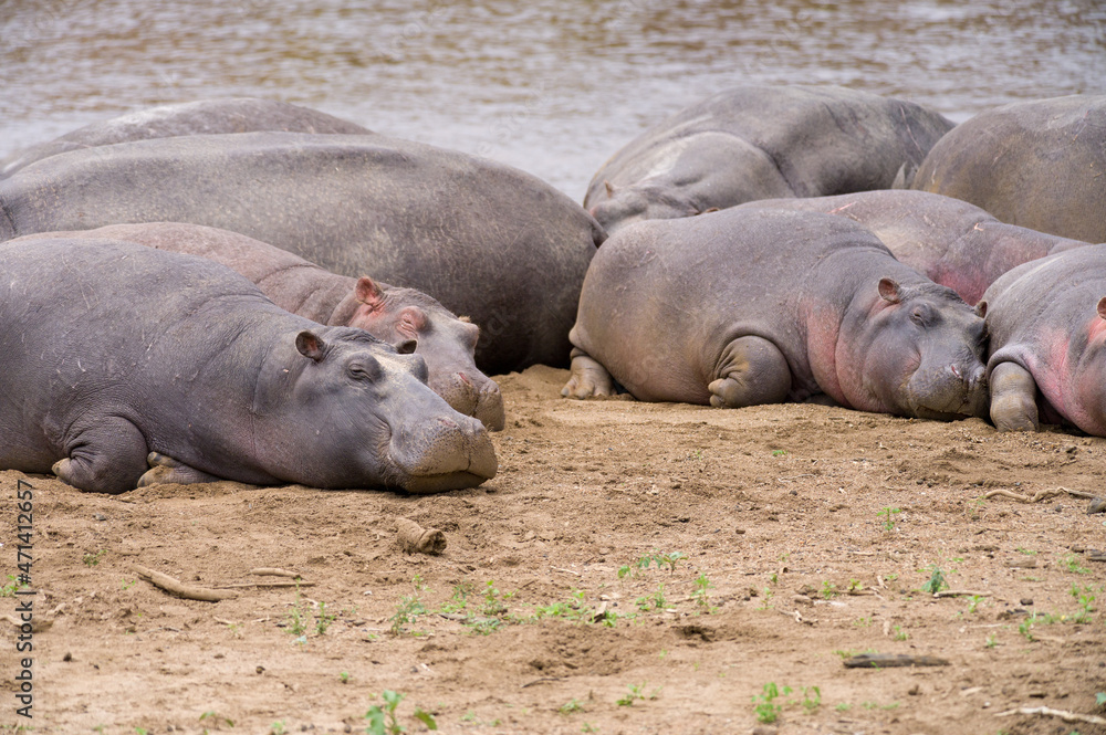 Hippo pod by river water (Hippopotamus amphibius), Maasai Mara, Kenya Hippo pod by river water (Hippopotamus amphibius), Maasai Mara, Kenya