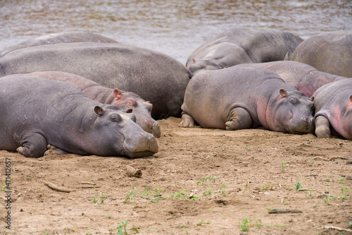 Hippo pod by river water (Hippopotamus amphibius), Maasai Mara, Kenya