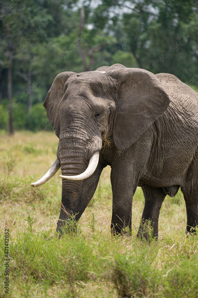 African bush elephant (Loxodonta africana) eating grass, Masai Mara National Reserve, Kenya, East Africa