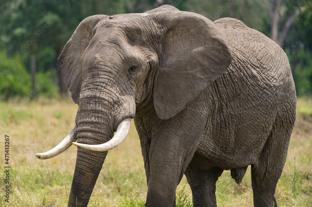 African bush elephant (Loxodonta africana) eating grass, Masai Mara National Reserve, Kenya, East Africa