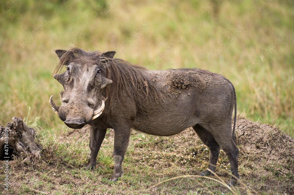 Male warthog (Phacochoerus) in open savanna grass, Masai Mara National Reserve, Kenya, East Africa Male warthog (Phacochoerus) in open savanna grass, Masai Mara National Reserve, Kenya, East Africa