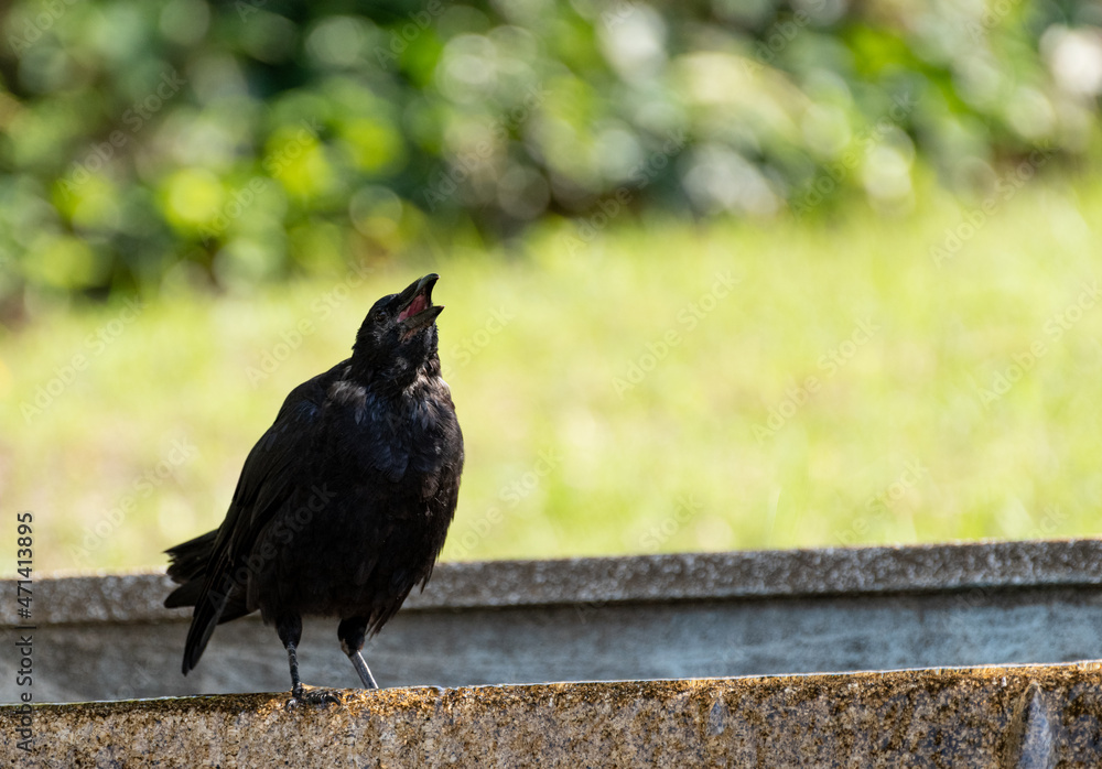 Obraz premium カラス