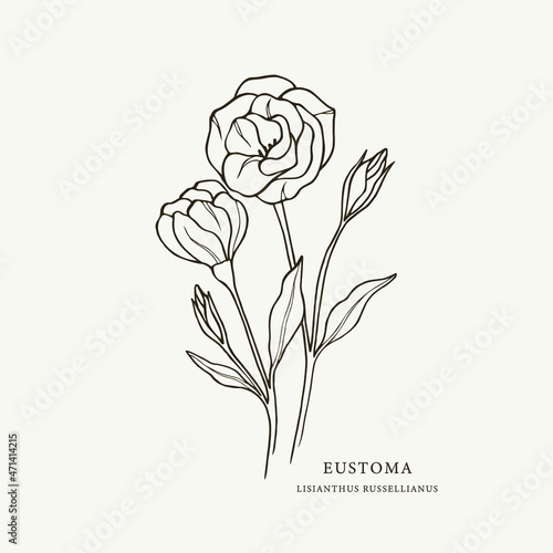 Sketch eustoma flower. Lisianthus illustration photo