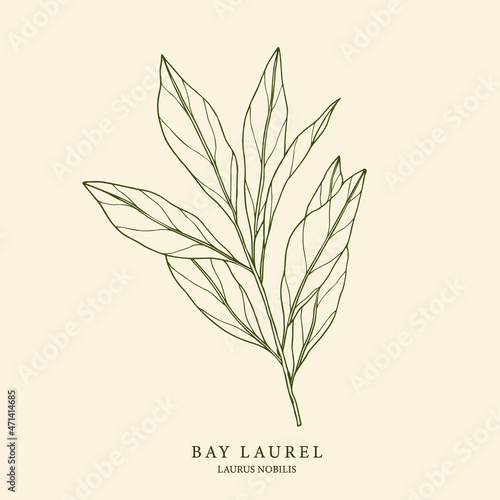 Bay laurel hand drawn illustration. Botanical design
