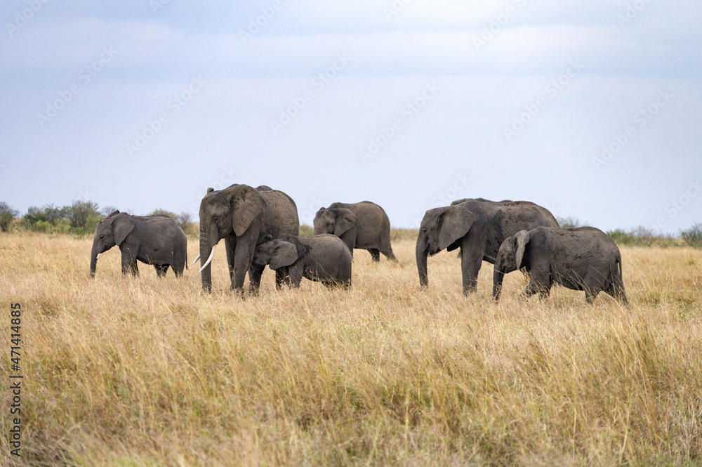 Herd of African Bush Elephants Walking Through High Grass (Loxodonta Africana), Maasai Mara National Reserve, Kenya, East Africa