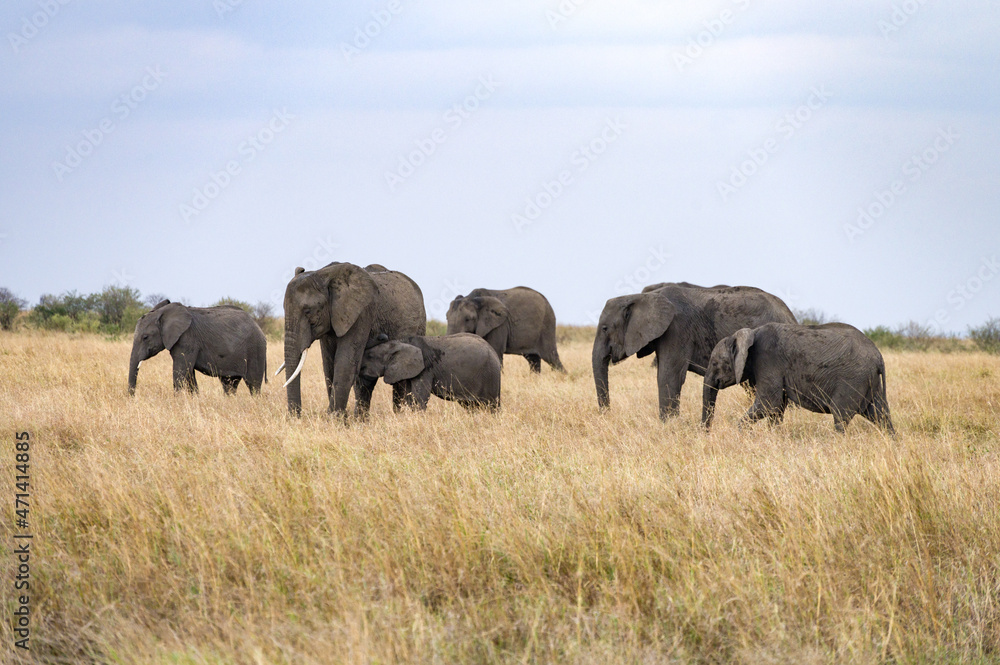 Herd of African Bush Elephants Walking Through High Grass (Loxodonta Africana), Maasai Mara National Reserve, Kenya, East Africa Herd of African Bush Elephants Walking Through High Grass (Loxodonta Africana), Maasai Mara National Reserve, Kenya, East Africa