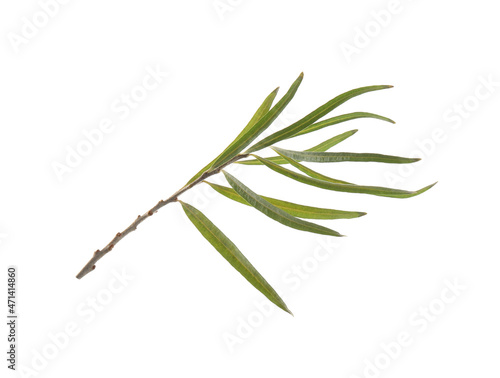 Sea buckthorn twig with leaves isolated on white