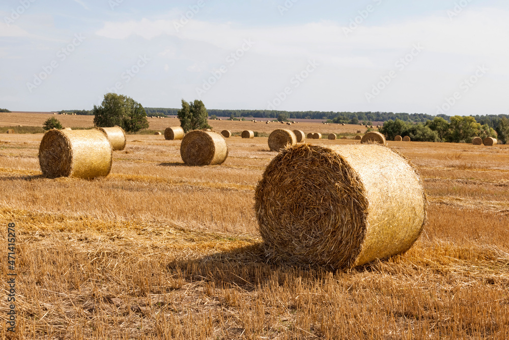 Dry Field With Sheaves. summer wheat field after a harvest