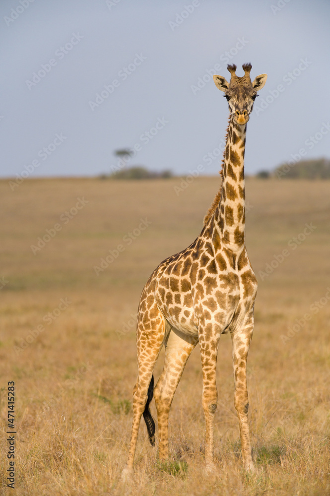Obraz premium Masai Giraffe (Giraffa camelopardalis tippelskirchi), Maasai Mara, Kenya