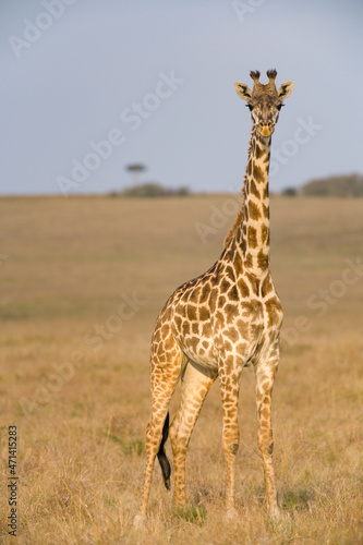 Masai Giraffe  Giraffa camelopardalis tippelskirchi   Maasai Mara  Kenya