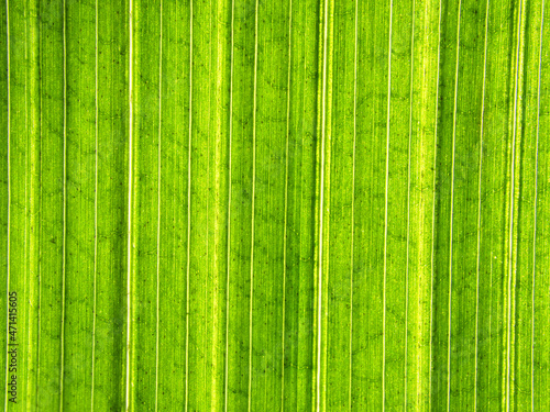 Close-up of an underside of a green leaf of a coconut palm. Full-size  abstract background