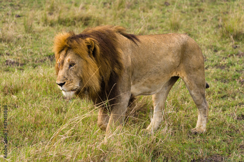 Male lion walking (panthera leo), Masai Mara National Game Park Reserve, Kenya, East Africa Male lion walking (panthera leo), Masai Mara National Game Park Reserve, Kenya, East Africa