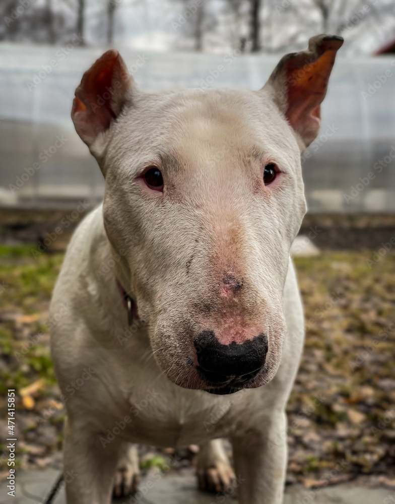Bull terrier with an injured ear