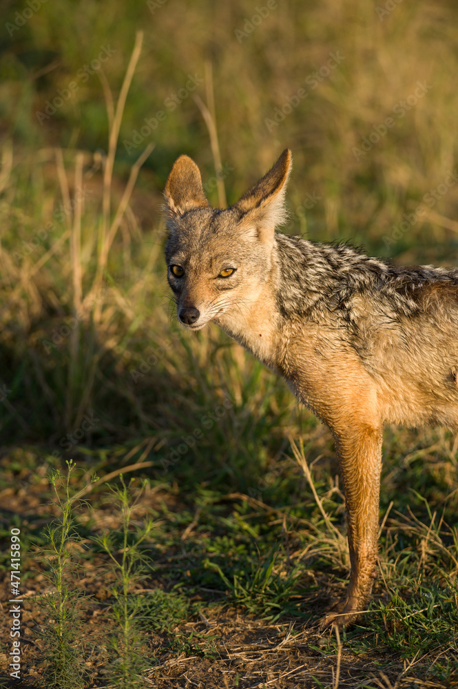 Black-Backed Jackal (Canis mesomelas) standing in tall grass, Masai Mara, Kenya