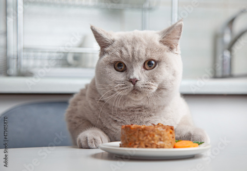 cat and pet food