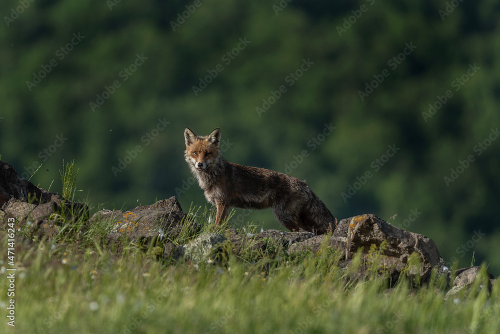 Fototapeta premium Red fox looking for food. Fox during spring in the Rhodope mountains. Bulgaria wildlife.