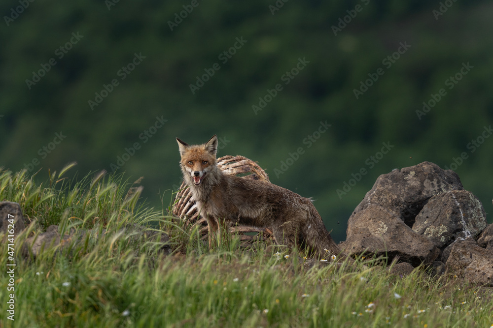 Fototapeta premium Red fox looking for food. Fox during spring in the Rhodope mountains. Bulgaria wildlife.