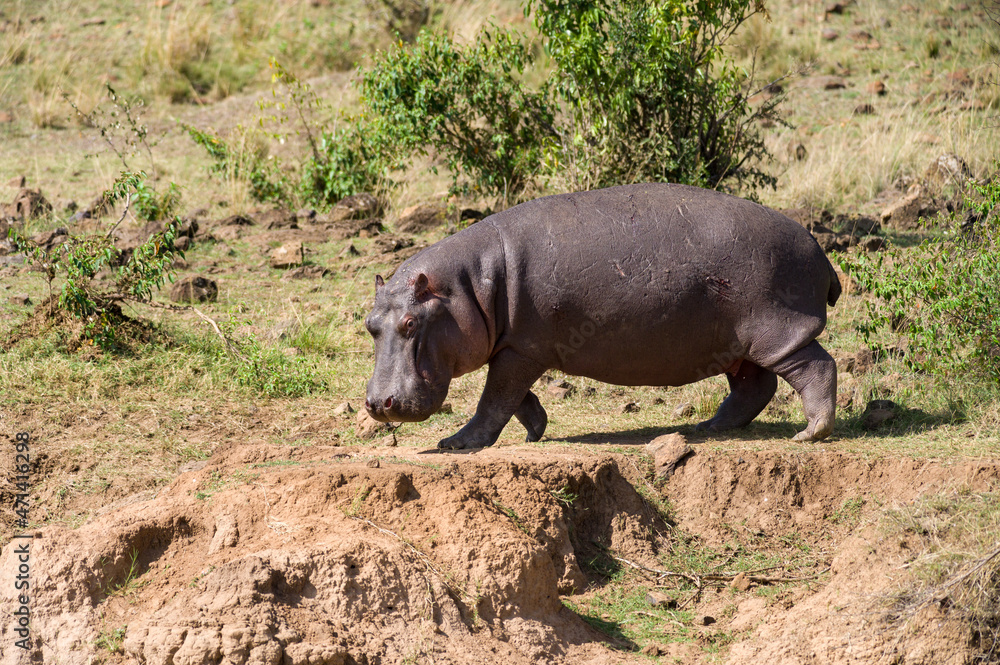Lone hippo walking on river bank (Hippopotamus amphibius), Maasai Mara, Kenya Lone hippo walking on river bank (Hippopotamus amphibius), Maasai Mara, Kenya