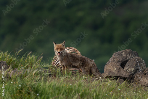Red fox looking for food. Fox during spring in the Rhodope mountains. Bulgaria wildlife.