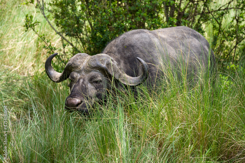 African or Cape buffalo (Syncerus caffer) in tall grass, Masai Mara National Game Park Reserve, Kenya, East Africa