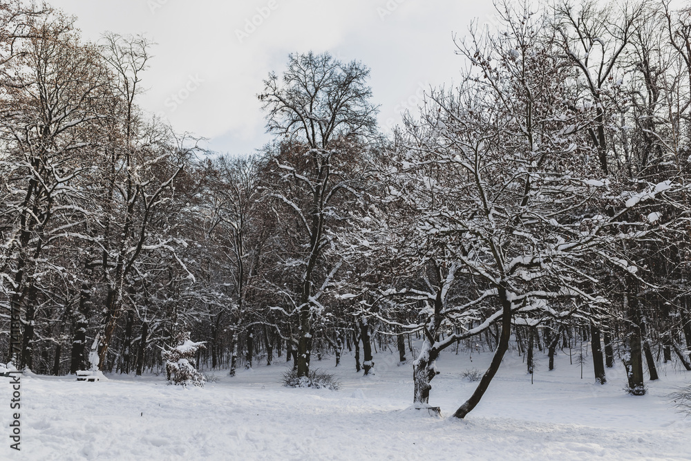 Fototapeta premium Winter forest