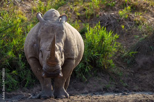 White rhinoceros, square-lipped rhinoceros or rhino (Ceratotherium simum) Mpumalanga. South Africa.