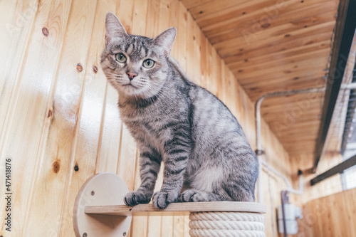 shelter for homeless cats, the cat looks into the lens