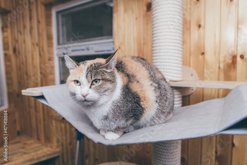 domestic cat lie in a cozy place