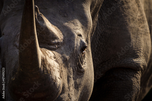 White rhinoceros, square-lipped rhinoceros or rhino (Ceratotherium simum) Mpumalanga. South Africa.