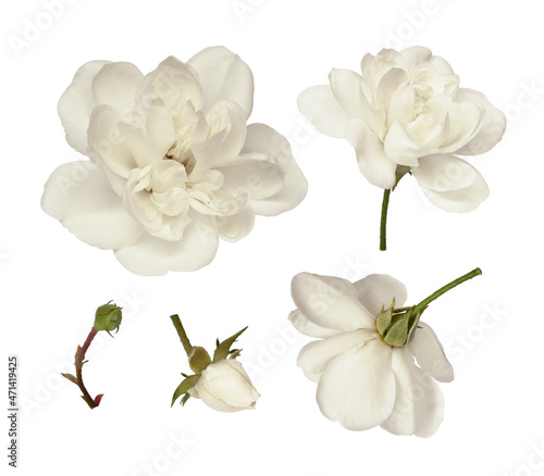 Set of white rose flowers i...
