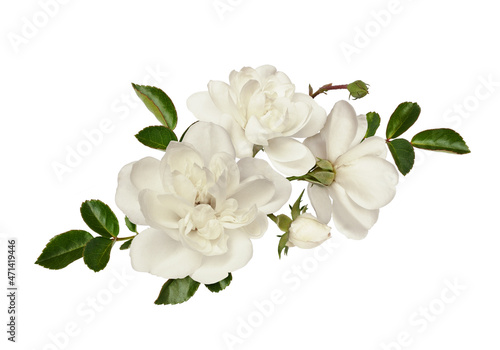 White rose flowers and green leaves in a floral arrangement isolated