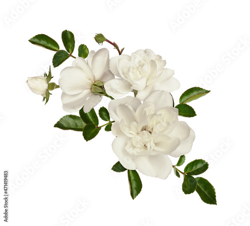 White rose flowers and gree...