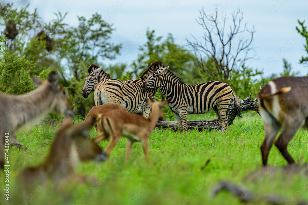 Fototapeta premium Chapman's zebras in north part of Kruger national park in South Africa.
