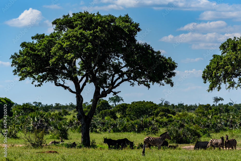 Chapman's zebras in north part of Kruger national park in South Africa.