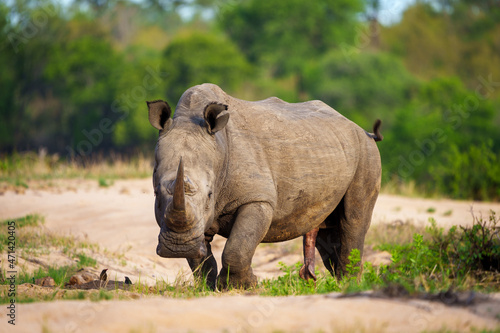 White rhinoceros  square-lipped rhinoceros or rhino  Ceratotherium simum  Mpumalanga. South Africa.