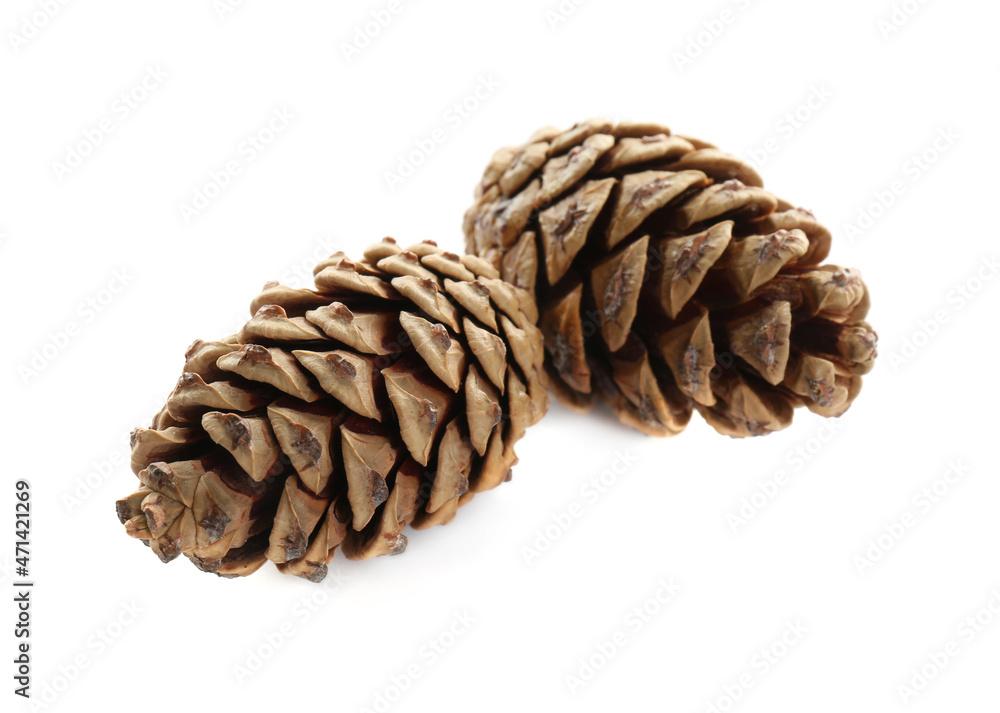 Beautiful dry pine cones on white background Beautiful dry pine cones on white background
