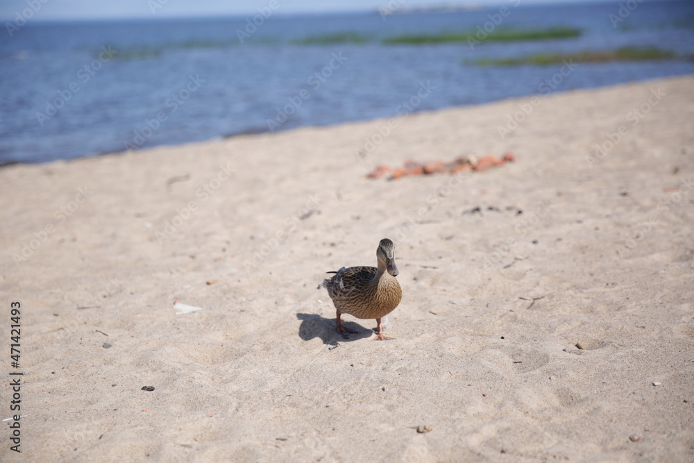 Fototapeta premium Wild female duck walks along the sandy beach