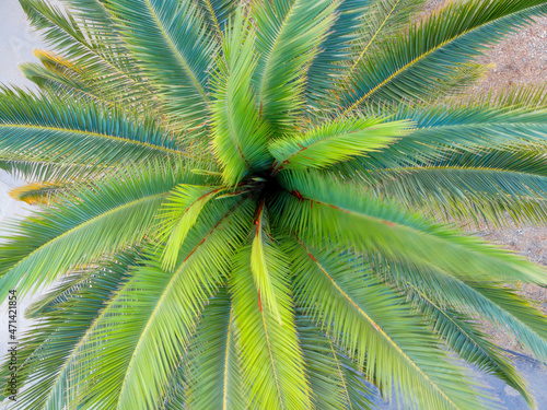 Natural green leaves of a palm tree at La Jolla, California photo