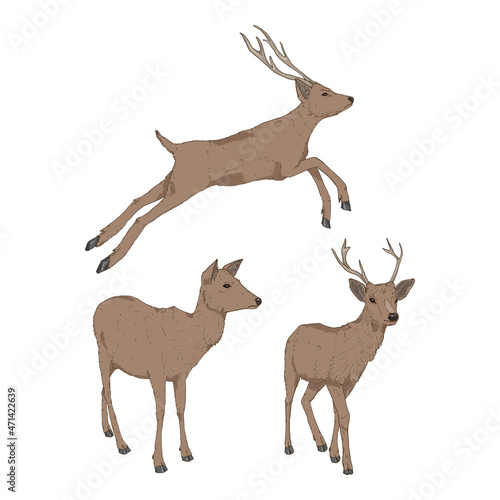 Vector Set of Cartoon Deer Illusrations.