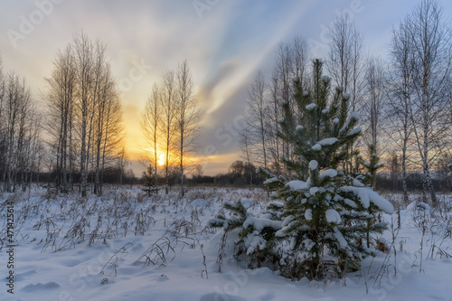 Morning in a forest glade in winter. In the sky, among cirrus clouds, a soft white-yellow sun rises, illuminating everything around. A young pine tree is soloing with white snow on its branches.