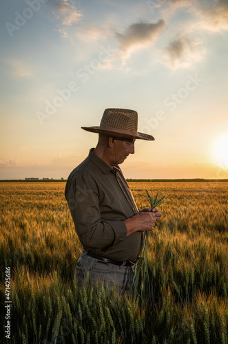 Senior farmer in standing in wheat field examining crop at sunset.