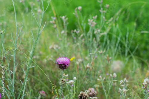 Photo Silybum (milk thistle) is a genus of two species of thistles in the daisy family