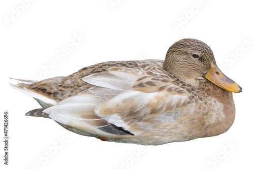 Female mallard duck isolated on white background. Aanas platyrhunchos sits in the nesting position. Wildlife nature photo