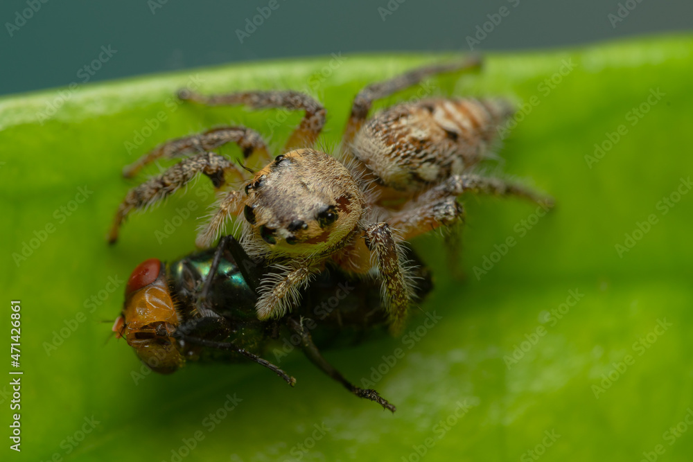 Closeup macro in Hyllus semicupreus Jumping Spider on blue background. Jumping Spider eating flies Closeup macro in Hyllus semicupreus Jumping Spider on blue background. Jumping Spider eating flies