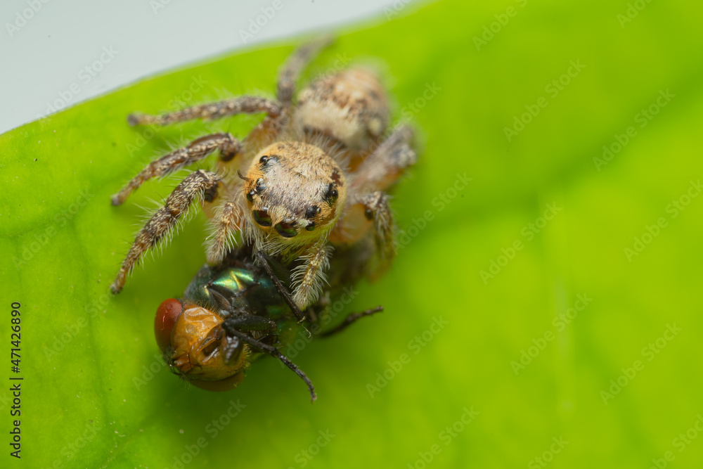 Closeup macro in Hyllus semicupreus Jumping Spider on blue background. Jumping Spider eating flies Closeup macro in Hyllus semicupreus Jumping Spider on blue background. Jumping Spider eating flies