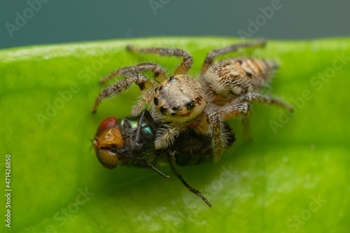 Closeup macro in Hyllus semicupreus Jumping Spider on blue background. Jumping Spider eating flies