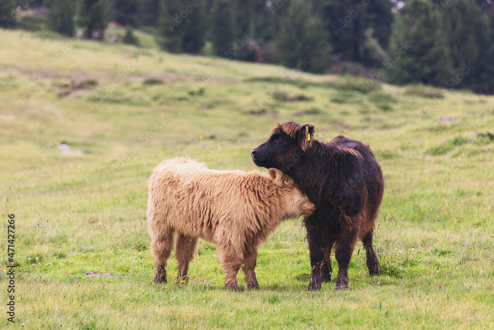 Two yak calves huddle together in a pasture in the highlands of northern Italy