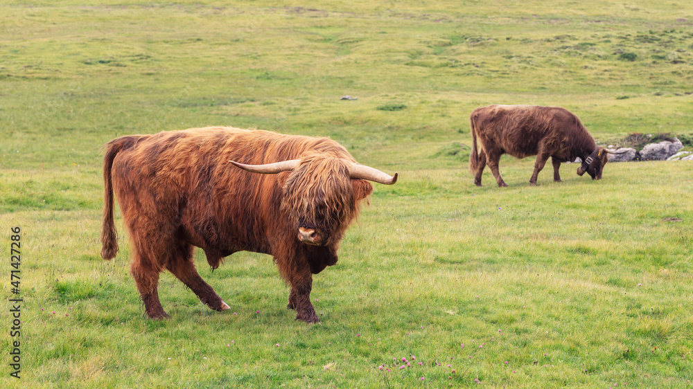 Large male yak on a pasture in the Italian Alps